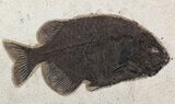 Phareodus Fossil Fish From Wyoming - Elegantly Framed #51334-1